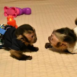 adorable capuchins babies for sale