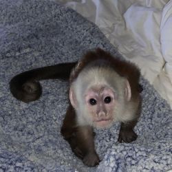 Astonishing Capuchin Monkeys Available.