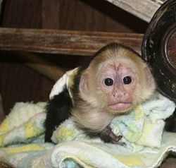 Super sweet great capuchin babys 8 weeks old