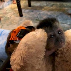 Socialized baby capuchin monkeys for sale pay with cash