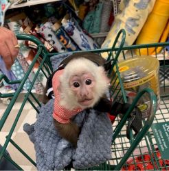 Cute adorable top baby capuchin monkey for sale pay asap