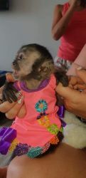 Kindly hand trained top baby capuchin monkeys for sale