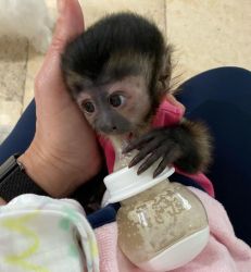Still searching top baby capuchin monkey for sale
