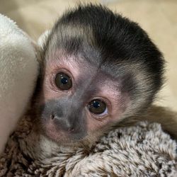 Perfect top capuchin monkey for sale pickup in person