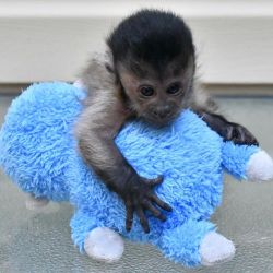 Female capuchins monkey available for rehoming