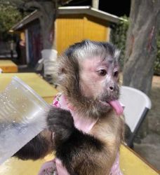 outstanding capuchin monkeys for adoption