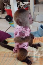 Baby Capuchin Monkey For Sale