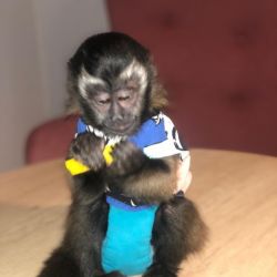 Intelligent Capuchin Monkeys For Re-homing