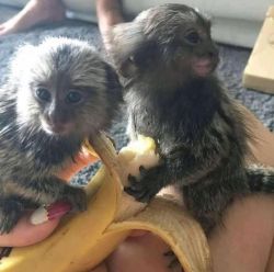 Registered Capuchin Monkeys Available