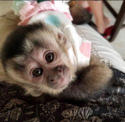 Capuchin female monkey available