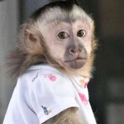 Precious Healthy Capuchin Monkey