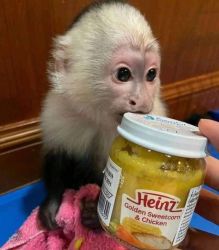 Capuchins monkey for sell online
