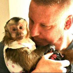 WELL TRAINED MARMOSET & CAPUCHIN MONKEYS FOR SALE