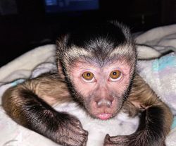 Top male and female baby capuchin monkey for sale locally