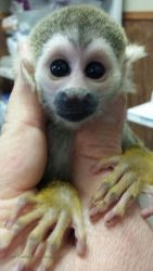 cute Capuchin Monkeys