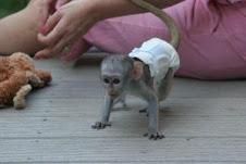 Home-raised Capuchin Monkeys