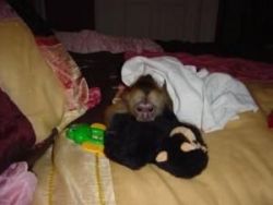 USDA Capuchin Monkey monkey raised