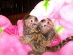 Hand Raised Male And Female Capuchin Monkeys