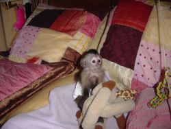 Capuchin monkey for sale now