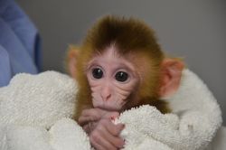 Capuchin Monkeys Available for Re-homing