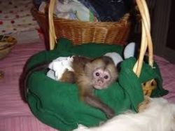 Beautiful Baby Capuchin Monkeys available Text (xxx) xxx-xxx6