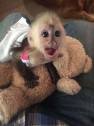 Monos capuchinos de bebé gratis disponibles para Rehoming