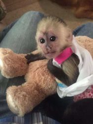 Free baby cappuccino monkeys available for Rehoming