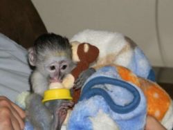 Very healthy and cute capuchin monkeys for Sale