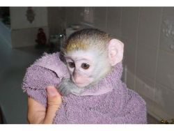 Capuchin/Marmoset looking for a new home