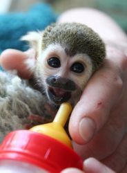 baby male squirrrel monkey