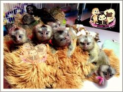 Adorable Marmoset monkeys ready for new loving homes.