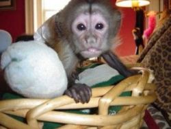 Royal capuchin monkeys for sale