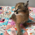 Vet check caracal kittens for sale locally