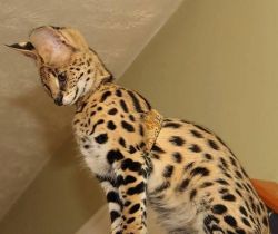serval and savannah f1 to f7 available.
