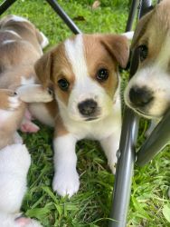 French Corgi Puppys for Sale