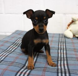 Extra Charming Miniature Pinscher Puppies For Sale