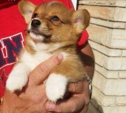 AKC corgi Puppies for Sale $500