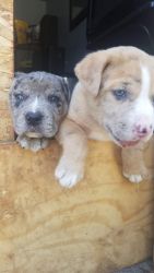 Puppies ready for homes