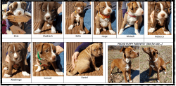 9 adorable Pitahoula puppies looking for forever homes