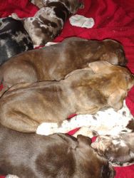 Catahoula Leopard dogs