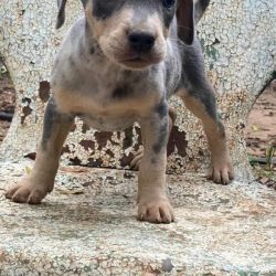 Catahoula leopard puppy for adoption