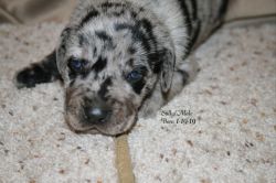 Catahoula leapord puppies