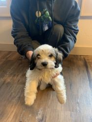 Cavachon puppies ready for a new home
