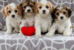 Cavachon Puppies for sale