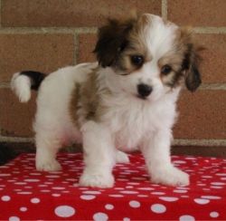 Available Cavachon Puppies Ready To Go Now