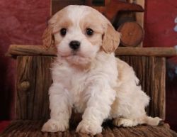 Cavachon puppies ready to be adopted into your home