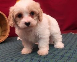 Cavachon puppy ready and waiting for her new home.