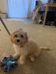 Female cavachon 9 month old puppy for sale