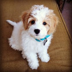Cavachon puppies for a new home