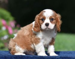 cute and lovable Cavalier puppy ready